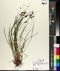 Carex caroliniana image