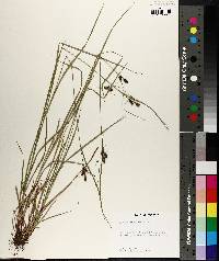 Carex caroliniana image