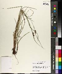 Carex caroliniana image