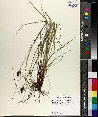 Carex caroliniana image