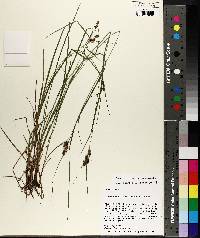 Carex caroliniana image