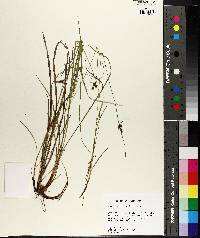 Carex caroliniana image