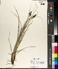 Carex caroliniana image