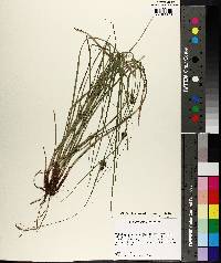 Carex complanata image