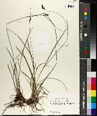 Carex complanata image