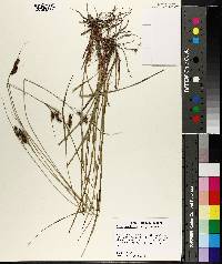 Carex complanata image