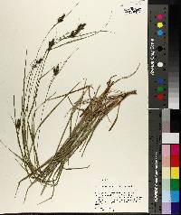 Carex complanata image