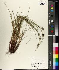 Carex complanata image