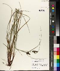 Carex complanata image