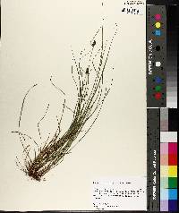 Carex complanata image