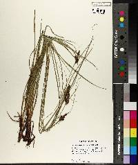 Carex complanata image