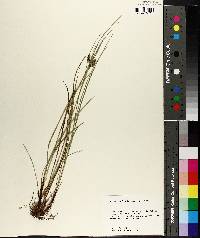 Carex complanata image