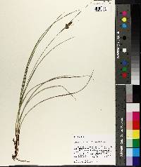 Carex complanata image