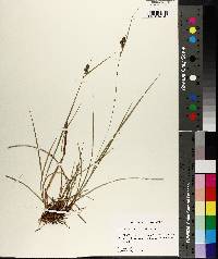 Carex complanata image