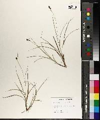 Carex complanata image