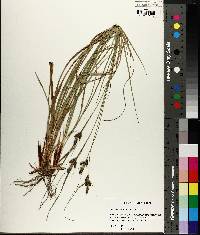 Carex complanata image