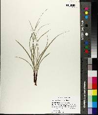 Carex complanata image