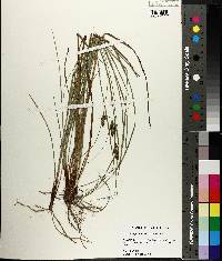 Carex complanata image