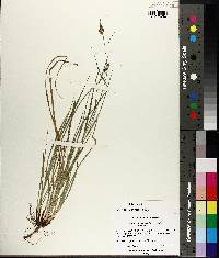 Carex complanata image