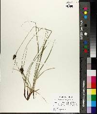 Carex complanata image