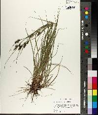 Carex complanata image