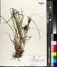 Carex complanata image