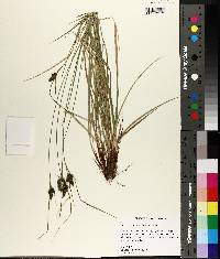 Carex complanata image