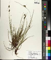 Carex complanata image