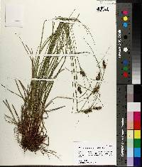 Carex complanata image