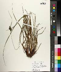 Carex complanata image