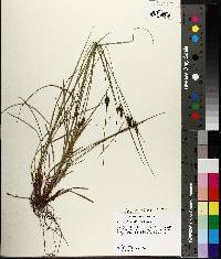 Carex complanata image