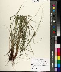 Carex complanata image