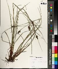 Carex complanata image