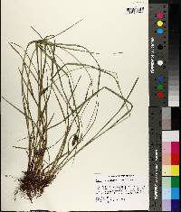 Carex complanata image