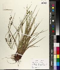 Carex complanata image