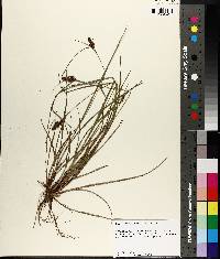 Carex complanata image