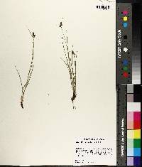 Carex complanata image