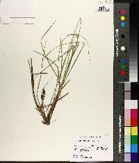 Carex complanata image