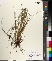 Carex complanata image