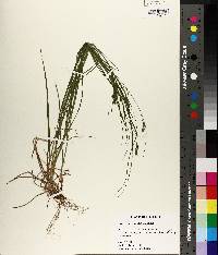 Carex swanii image