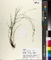 Carex swanii image