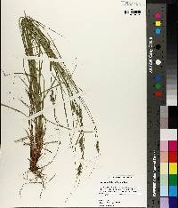 Carex swanii image