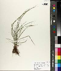 Carex swanii image