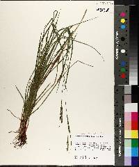 Carex virescens image