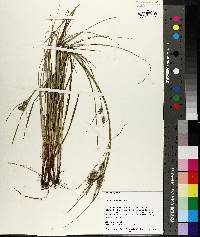 Carex tenax image