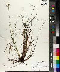 Carex tenax image