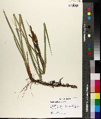 Carex hyalinolepis image