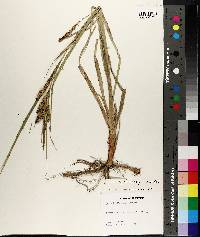 Carex hyalinolepis image