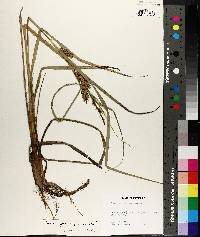 Carex hyalinolepis image