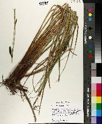 Carex striata image